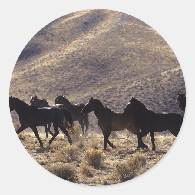 Sticker Rond Chevaux Mustang sauvages dans le désert 1 (Devant)
