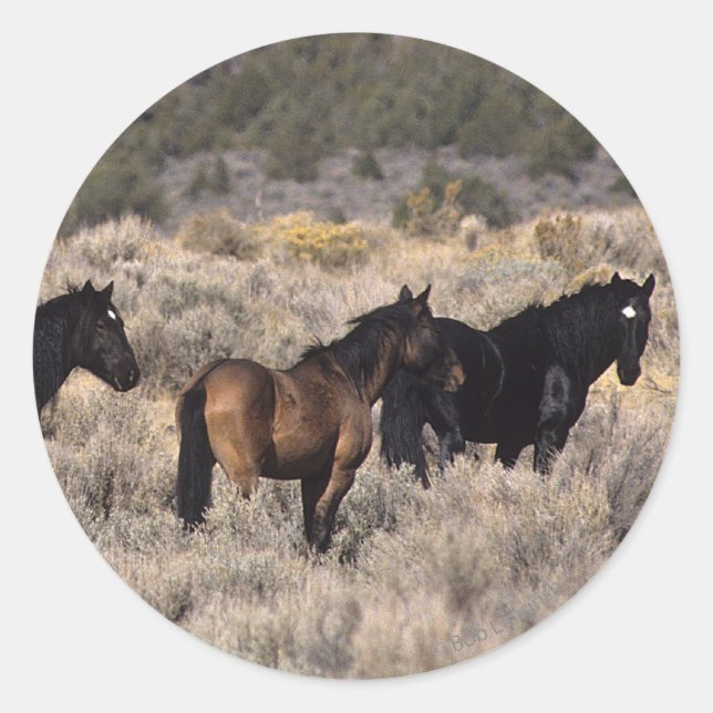 Sticker Rond Chevaux Mustang sauvages dans le désert 2 (Devant)
