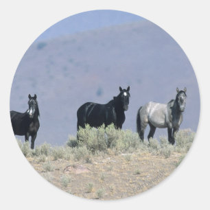 Sticker Rond Chevaux Mustang sauvages dans le désert 3