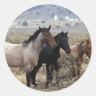 Sticker Rond Chevaux sauvages 5 de mustang