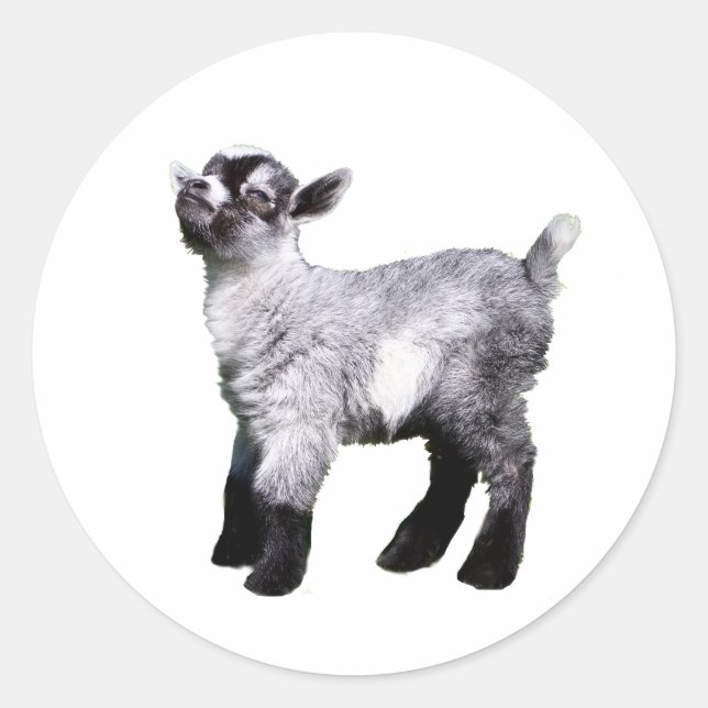 Sticker Rond chèvre de bébé côté gauche (Devant)