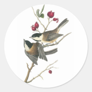 Sticker Rond Chickadee à capuchon noir, John Audubon