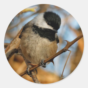 Sticker Rond Chickadee Songbird, Joli Espérant