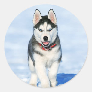 Sticker Rond Chien à chiots de Cube Husky