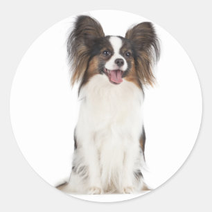 Sticker Rond Chien à chiots de Papillon - chiots amoureux