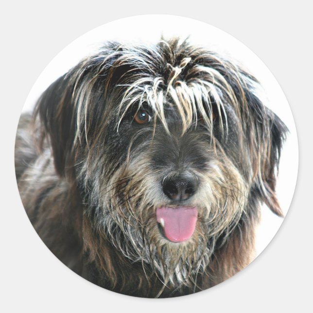 Sticker Rond Chien à visage brun (Devant)