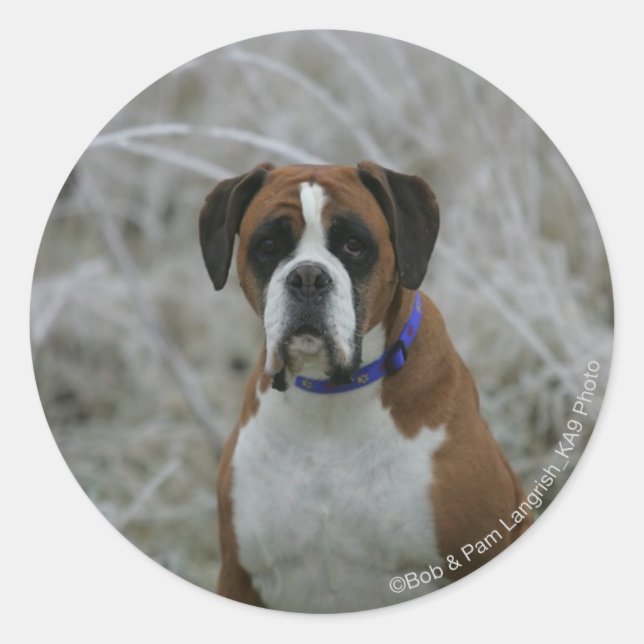 Sticker Rond Chien assis dans le givre (Devant)