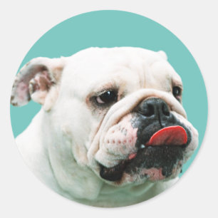 Sticker Rond Chien blanc mignon Bulldog