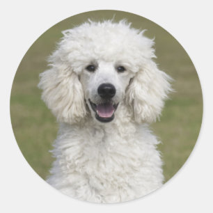Sticker Rond Chien chicot standard blanc