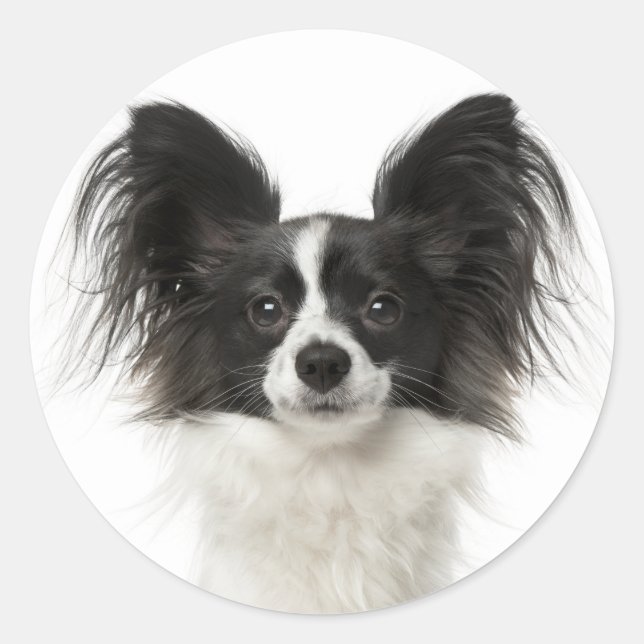 Sticker Rond Chien Chien Noir Et Blanc Papillon - Chien D'Amour (Devant)