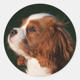 Sticker Rond Chien coquelicot de Blenheim Cavalier