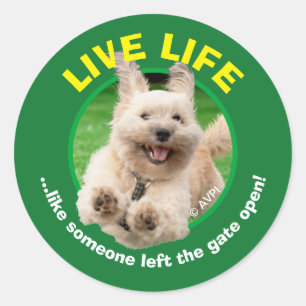 Sticker Rond Chien Courant Dans Le Jardin