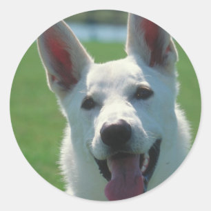 Sticker Rond Chien de berger allemand blanc