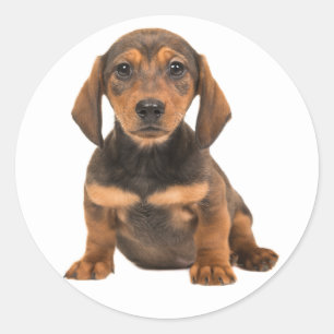 Sticker Rond Chien de berger brun d'amour de coeur