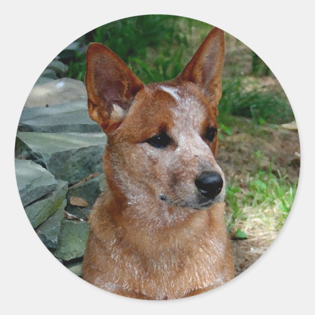 Sticker Rond Chien de bétail (Devant)