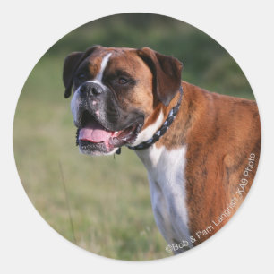Sticker Rond Chien de boîte debout