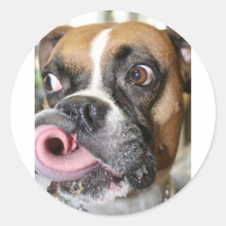 Sticker Rond Chien de boîte drôle