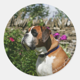Sticker Rond Chien de boxeur en fleurs