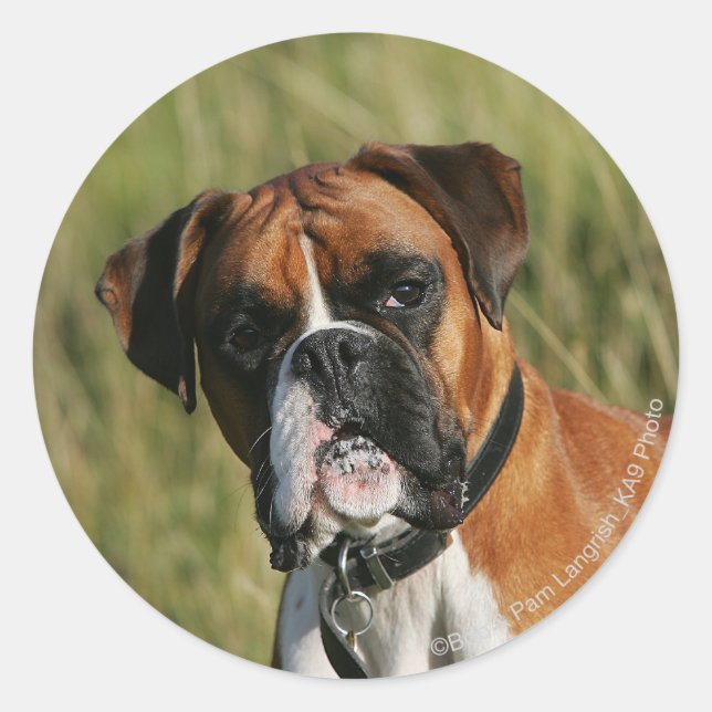 Sticker Rond Chien de boxeur regardant fixement (Devant)