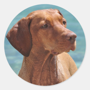Sticker Rond Chien de Magyar Vizsla