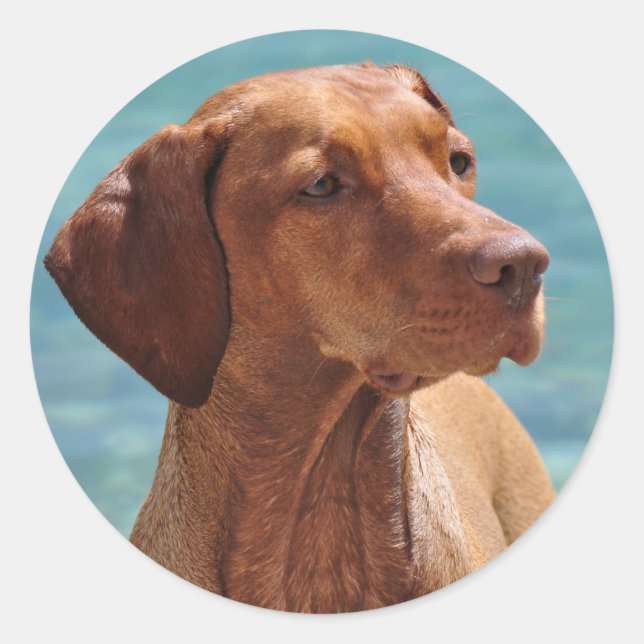 Sticker Rond Chien de Magyar Vizsla (Devant)