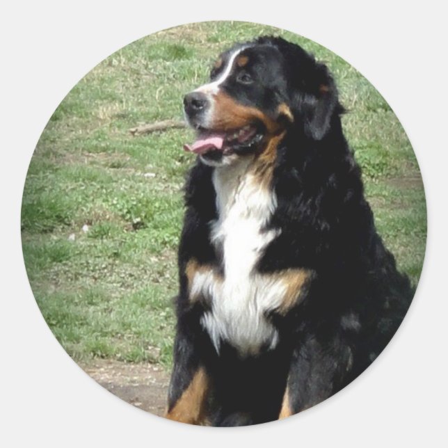 Sticker Rond Chien de montagne bernois (Devant)