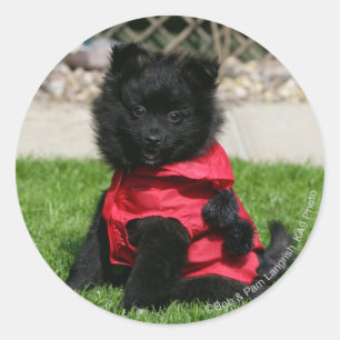 Sticker Rond Chien de Poméranie Noire regardant la caméra