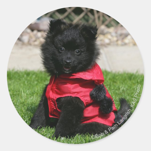 Sticker Rond Chien de Poméranie Noire regardant la caméra (Devant)