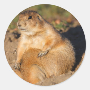 Sticker Rond chien de prairie