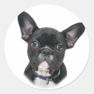 Sticker Rond Chien de race française