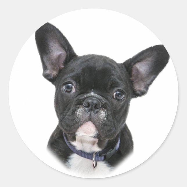 Sticker Rond Chien de race française (Devant)
