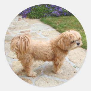 Sticker Rond Chien de Red Lhasa Apso