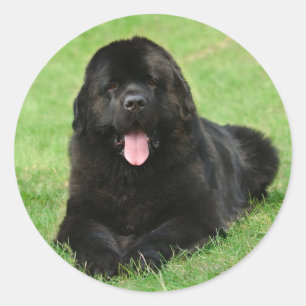 Sticker Rond Chien de Terre