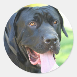 Sticker Rond Chien de Tosa Inu