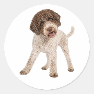 Sticker Rond Chien Lagotto Romagnolo Curieux Doux Visage Autoco