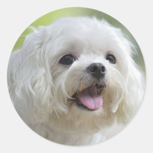 Sticker Rond Chien maltais blanc