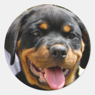 Sticker Rond Chien Rottweiler
