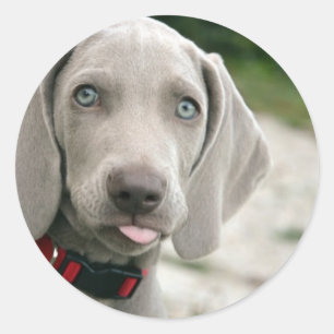 Sticker Rond Chien sortant la langue