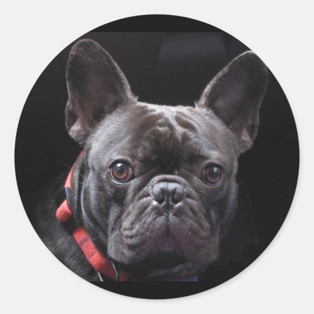 Sticker Rond Chien-taupe français mignon (Devant)
