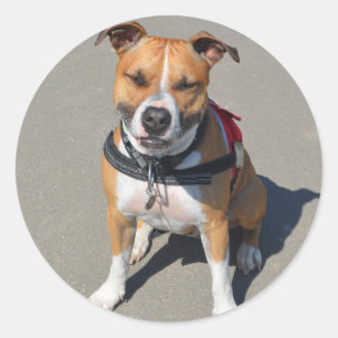 Sticker Rond Chien Terrier, Staffordshire américain adulte