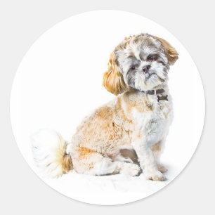 Sticker Rond Chien Tzu