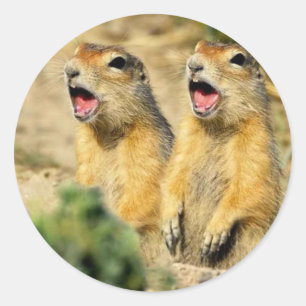 Sticker Rond Chiens de prairie de chant