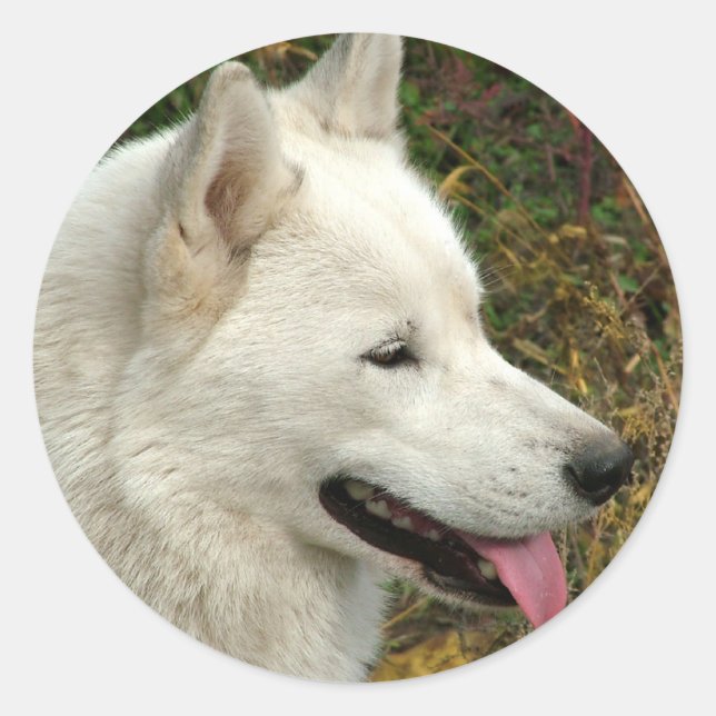 Sticker Rond Chiens malamutés de l'Alaska (Devant)