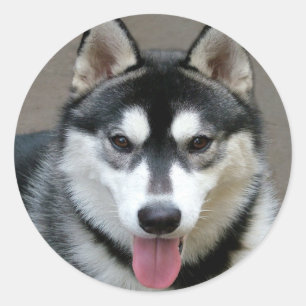 Sticker Rond Chiens malamutés de l'Alaska