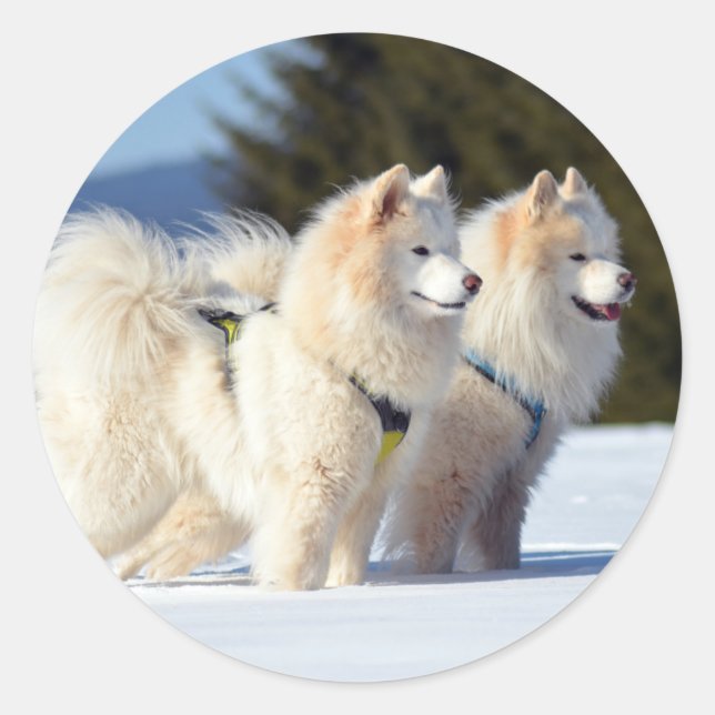 Sticker Rond Chiens Samoyés dans la neige (Devant)