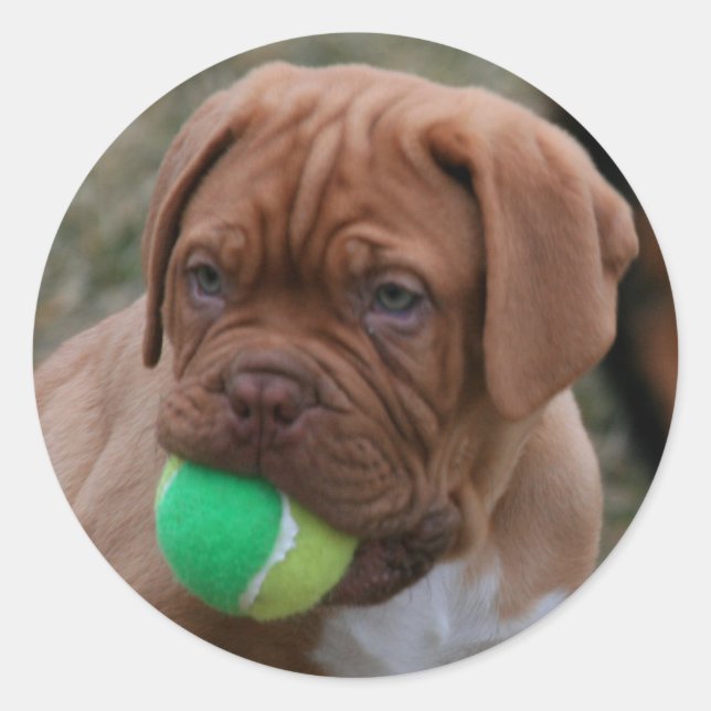 Sticker Rond Chiffre français Mastiff (Devant)