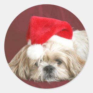 Sticker Rond Chih Tzu de Noël endormi