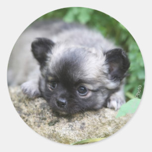 Sticker Rond Chihuahua