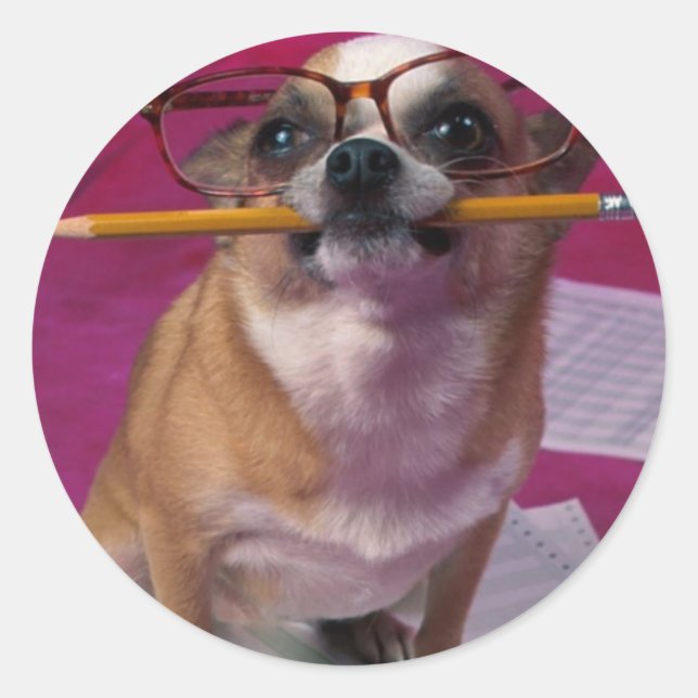 Sticker Rond Chihuahua au crayon (Devant)