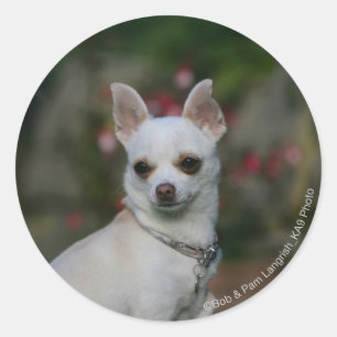 Sticker Rond Chihuahua blanc